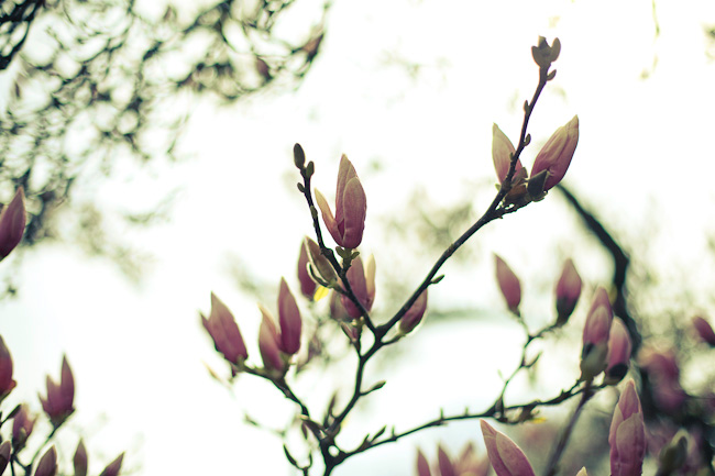 magnolie, magnolienbaum, blüten