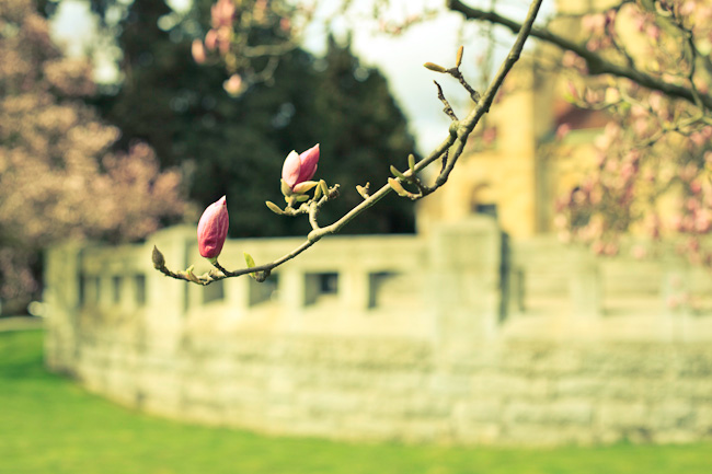 magnolie, magnolienbaum, blüten