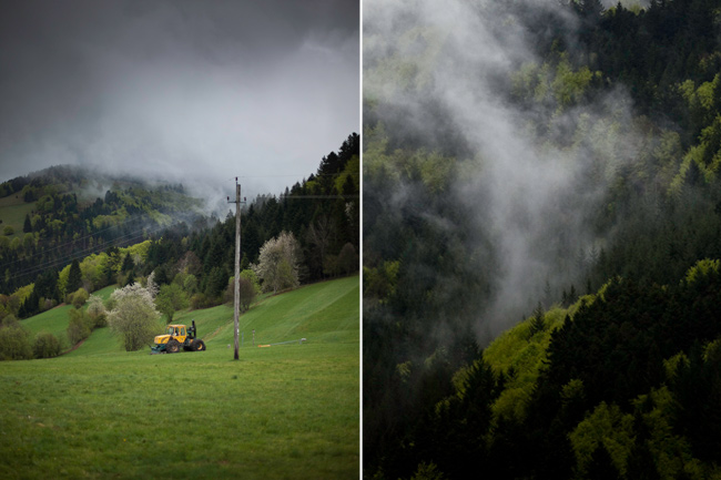 schwarzwald, black forest, frühling, spring