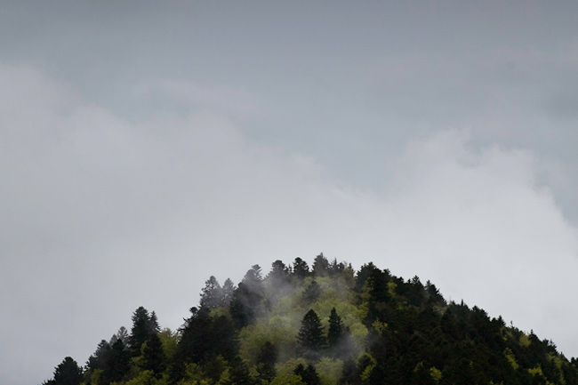 schwarzwald, black forest, frühling, spring