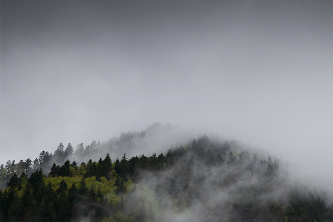 schwarzwald, black forest, frühling, spring